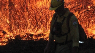 Căldura extremă provoacă decese și incendii în Australia