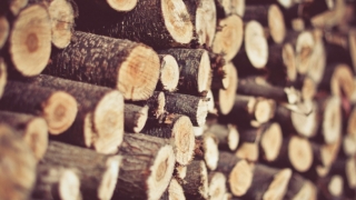 Amenzi mai mari pentru cei care exploatează lemn