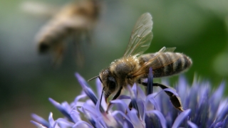 Am reuşit să poluăm până şi albinele! 75% din mierea produsă pe plan mondial are pesticide