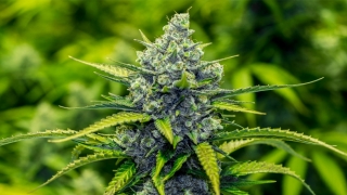 Canadienii pot cultiva, legal, marijuana acasă, în scop medicinal