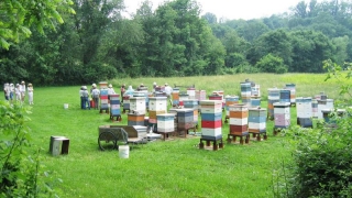 Apicultura, în dificultate - producția de miere, sub 50%