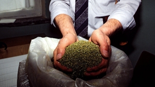 Aproximativ 160 kg de marijuana, descoperite la frontieră într-un rezervor de automarfar