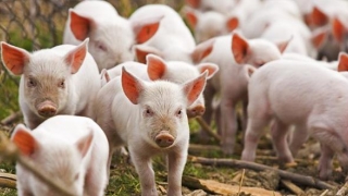 Care este situația Pestei Porcine Africane în România? Vezi Constanța!