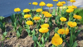 Atenție! Se fură flori de pe domeniul public din Constanța
