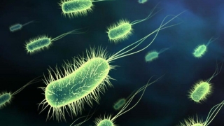 Bacterii împotriva bacteriilor! Problema rezistenţei la antibiotice ar putea fi rezolvată