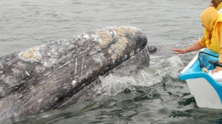 Balene eșuate pe o plajă din Mexic