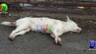 Câine împușcat mortal în Constanța!
