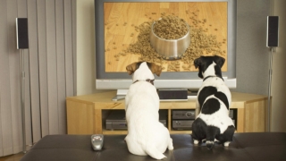 Câinii din România vor avea propriul lor canal de televiziune: Dog TV!