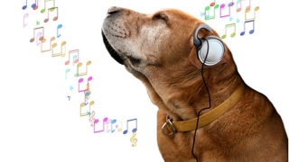 Câinii vor să asculte reggae și soft rock