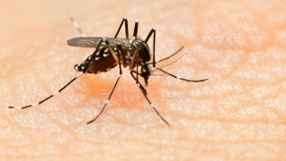 Carantină pentru stoparea răspândirii virusului Zika?