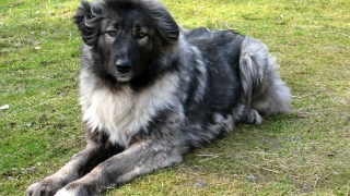 Ciobănescul carpatin, singurul câine românesc omologat internațional