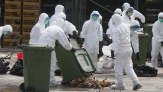 Câte cazuri de gripă aviară au fost confirmate la Constanța