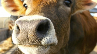 Caz de boala vacii nebune în Franţa
