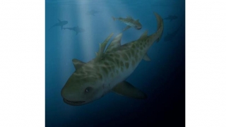 Cea mai veche vertebrată din Peru: un rechin de 400 de milioane de ani