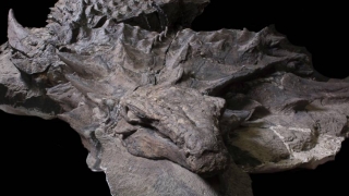 Cel mai bine conservat dinozaur din lume! Detalii descrise în premieră