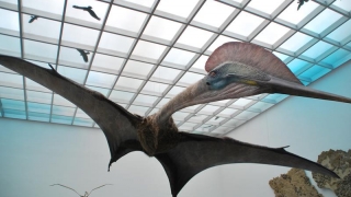 Cel mai mare dinozaur zburător din lume va fi prezentat, în premieră, la Antipa!