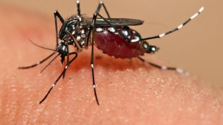 Ce spun specialiștii români despre virusul Zika