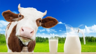Ce trebuie să facă producătorii de lapte pentru a primi ajutoare