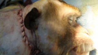 China ar fi realizat un transplant de cap la o maimuță