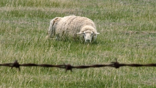 Condamnați pentru sacrificarea a trei oi în Austria