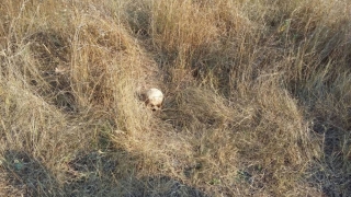 Craniu de om găsit într-o pădure din județul Constanța! A fost crimă?