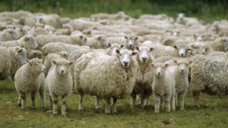 Crescători de ovine și caprine care trebuie să se prezinte la APIA