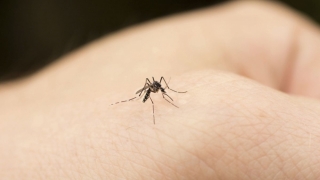 Cum păcălim ţânţarii să nu ne mai înțepe
