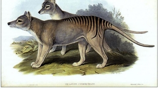 De ce a dispărut unul dintre „cele mai mitice“ animale din Australia