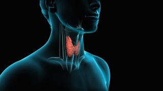 Despre glanda tiroidă