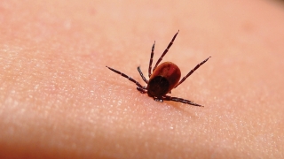 Se lansează alerta epidemiologică pentru boala Lyme