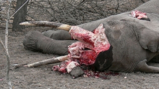 Elefanții sălbatici, pe cale de dispariţie! Sunt vânate mai ales femelele care alăptează!