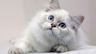 Cele mai frumoase pisici, pe podiumul de la SofistiCAT
