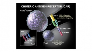 Celulele imunitare, programate să lupte împotriva cancerului