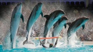 Surpriză de proporții la Delfinariu! Șase delfini vor face senzație!