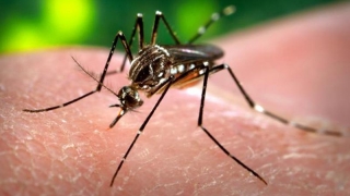 Epidemia de febră galbenă din 1947 are legătură cu Zika?