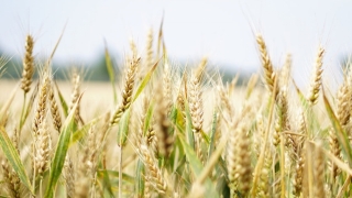 Prețurile alimentelor au scăzut în iulie la nivel mondial, pe fondul recoltelor noi de cereale