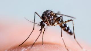 „Este prematur să se elibereze în natură țânțari modificați genetic“