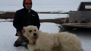 Exemplar rar de corcitură de grizzly cu urs polar, ucis în Canada