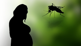 Există o amenințare suplimentară de transmitere a Zika în Europa?