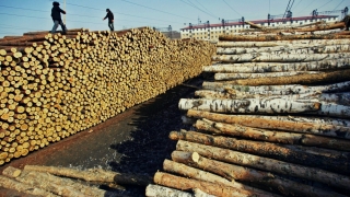 România, „lemnarul“ Europei