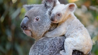 Extrem de rar! S-a născut un pui alb de koala!