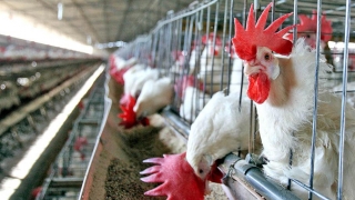 Folosesc fermierii români Fipronil? Uniunea crescătorilor de păsări explică!