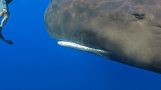 Fotografii despre oameni și balene, la Delfinariul Constanța