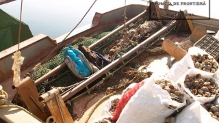 Garda de Coastă a confiscat zeci de tone de pește! 255 de dosare penale!