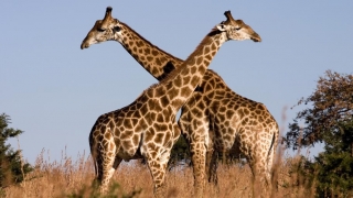 Girafele, specie pe cale de dispariţie?