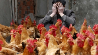 Gripa aviară strică relaţiile economice dintre Ucraina şi România