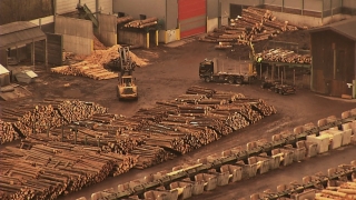 Holzindustrie Schweighofer nu mai poate să taie copaci