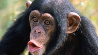 Bunăvoința umană nu este o trăsătură moștenită de la cimpanzei