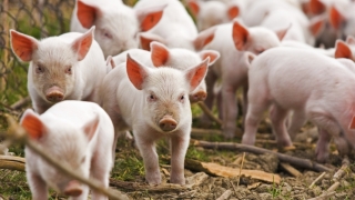 Restricții de... porc impuse de Rusia