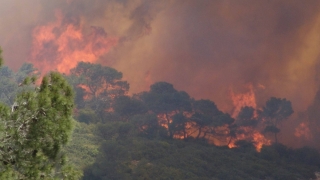 Incendii de vegetație în Israel